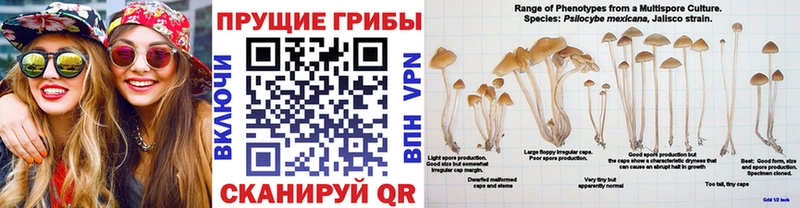 Псилоцибиновые грибы GOLDEN TEACHER  Купить  Белореченск 